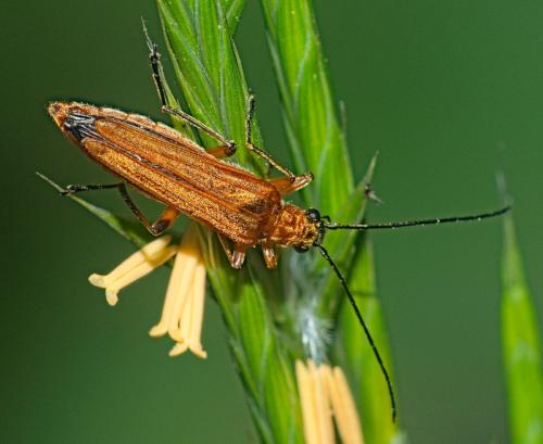 Oedemera podagrariae
